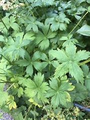 Astrantia major