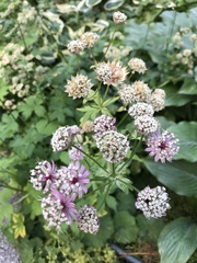 Astrantia major