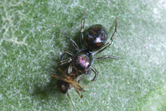 Salticidae
