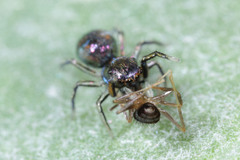 Salticidae