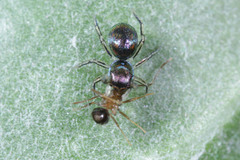 Salticidae