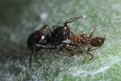 Salticidae