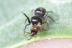 Salticidae