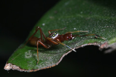 Myrmarachne clavigera