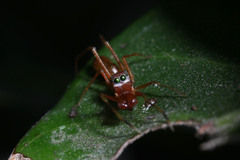 Myrmarachne clavigera