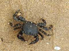 Pachygrapsus marmoratus