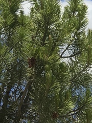 Pinus cembroides bicolor