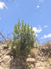 Pinus cembroides bicolor