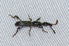 Cyphagogus