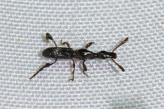 Cyphagogus