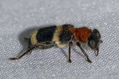Hydnocerinae