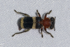 Hydnocerinae