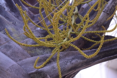 Dypsis decaryi