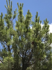 Pinus cembroides bicolor