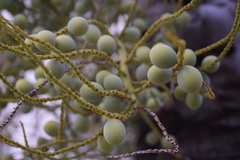 Dypsis decaryi