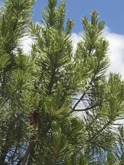 Pinus cembroides bicolor