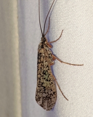 Clistoronia magnifica