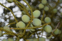 Dypsis decaryi