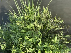 Sagittaria sagittifolia