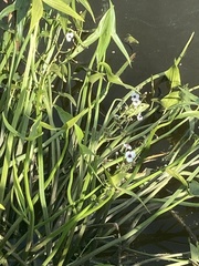 Sagittaria sagittifolia