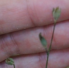 Lapsana communis intermedia