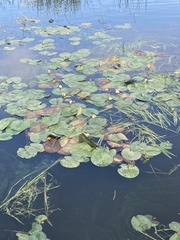 Nymphaea candida