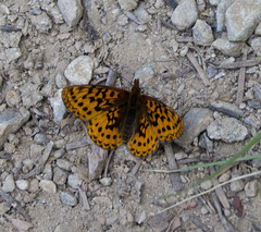 Boloria epithore