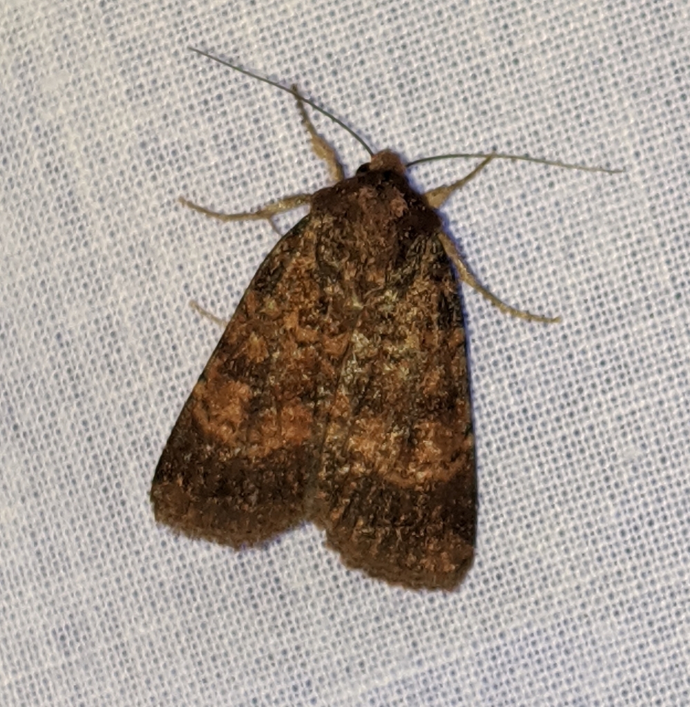 Abagrotis apposita