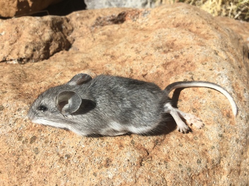 iNaturalist observation photo of Western Deer Mouse