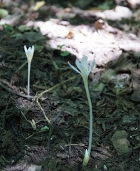 Colchicum umbrosum