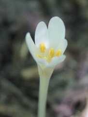 Colchicum umbrosum