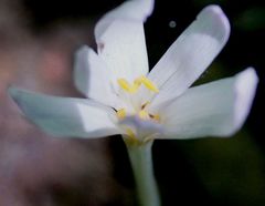 Colchicum umbrosum