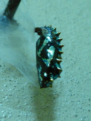 Euptoieta hegesia meridiania