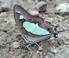 Polyura agraria