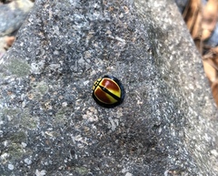 Australoneda bourgeoisi