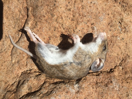 iNaturalist observation photo of Western Deer Mouse