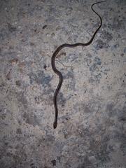 Coniophanes schmidti