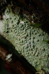 Coccotrema cucurbitula