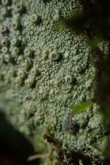 Coccotrema cucurbitula