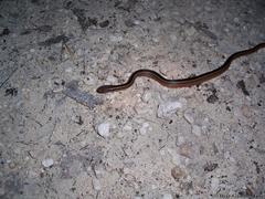 Coniophanes schmidti