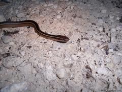 Coniophanes schmidti