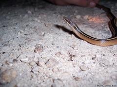 Coniophanes schmidti