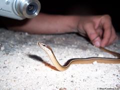 Coniophanes schmidti