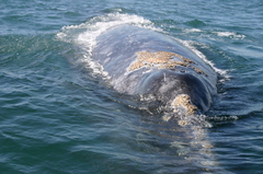 Cryptolepas rhachianecti