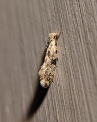 Nemapogon auropulvella