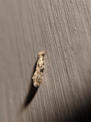 Nemapogon auropulvella