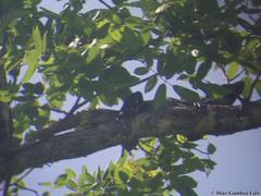 Ctenosaura similis similis