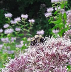 Bombus griseocollis
