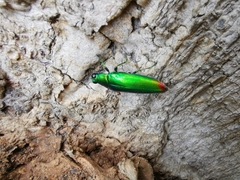 Chrysochroa fulminans
