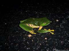 Agalychnis taylori
